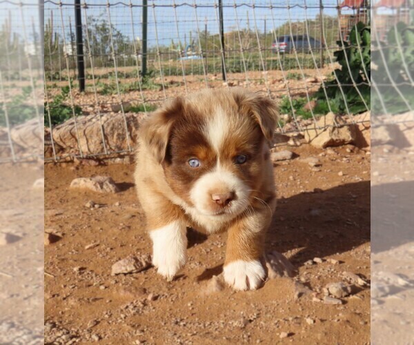 Medium Photo #17 Miniature Australian Shepherd Puppy For Sale in WITTMANN, AZ, USA