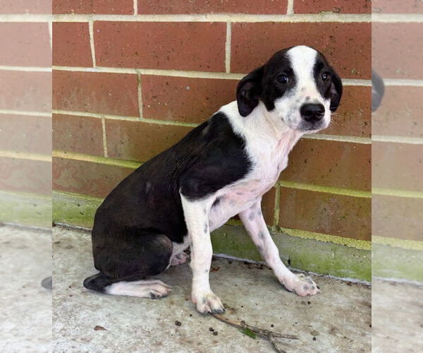 Medium Photo #2 Mutt Puppy For Sale in Oakhurst, NJ, USA