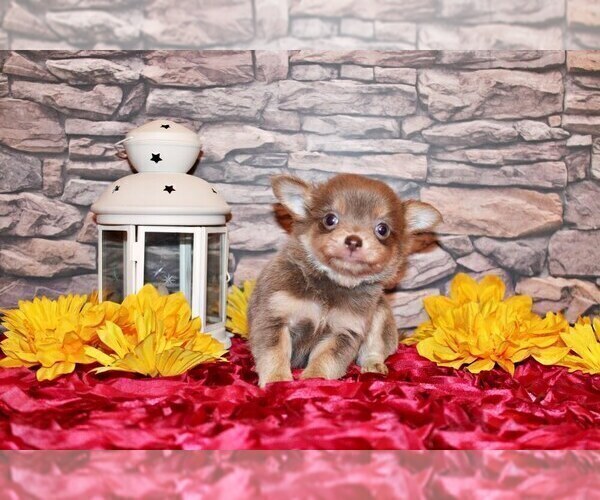 Medium Photo #7 Chihuahua Puppy For Sale in CHARLESTON, AR, USA