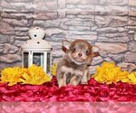 Small #6 Chihuahua