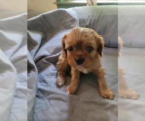 Medium Cavalier King Charles Spaniel