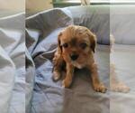 Puppy Blaze Cavalier King Charles Spaniel