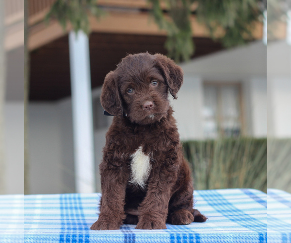 Medium Photo #1 Labradoodle-Poodle (Miniature) Mix Puppy For Sale in BIRD IN HAND, PA, USA