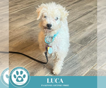 Small #2 Bichon Frise