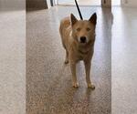 Small German Shepherd Dog
