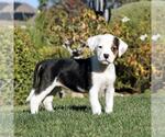 Small #6 Labrador Retriever Mix