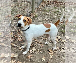 American Foxhound-Unknown Mix Dogs for adoption in Hillsboro, MO, USA