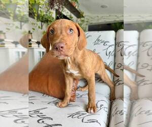 Labrador Retriever-Unknown Mix Dogs for adoption in Oakland Park , FL, USA