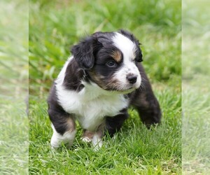 Miniature American Shepherd Puppy for sale in RAINIER, OR, USA