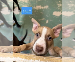 American Staffordshire Terrier-Unknown Mix Dogs for adoption in Gilberts, IL, USA