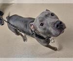 SPIDERMAN - Male Mutt Dog for Adoption - Small photo