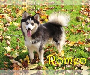 Father of the Pomsky puppies born on 03/31/2026