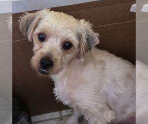 Mutt Dogs for adoption in Fargo, ND, USA
