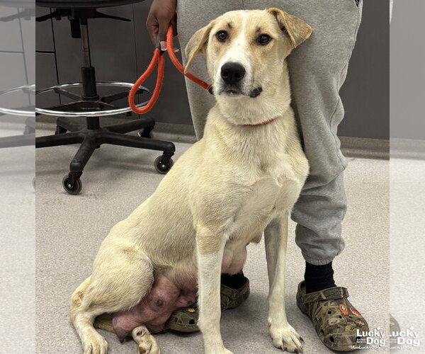 Medium Photo #3 Labrador Retriever-Retriever  Mix Puppy For Sale in Washington, DC, USA