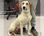 Small #2 Labrador Retriever-Retriever  Mix