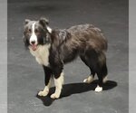 Small Photo #11 Border Collie Puppy For Sale in Highland, IL, USA