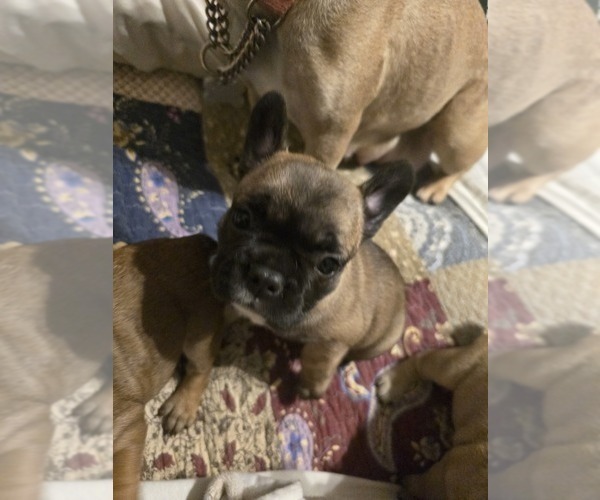Medium Photo #16 French Bulldog Puppy For Sale in EDISON, NJ, USA