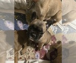 Small Photo #16 French Bulldog Puppy For Sale in EDISON, NJ, USA