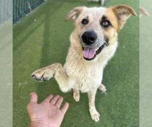 Medium Australian Cattle Dog Mix
