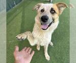 Small Australian Cattle Dog Mix