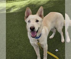Siberian Husky-Unknown Mix Dogs for adoption in Las Vegas, NV, USA