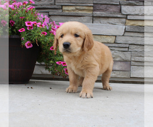 Golden Retriever Puppy for sale in CANTON, SD, USA