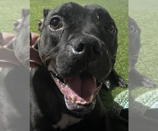 Medium Photo #18 American Pit Bull Terrier-Unknown Mix Puppy For Sale in Pompano Beach , FL, USA