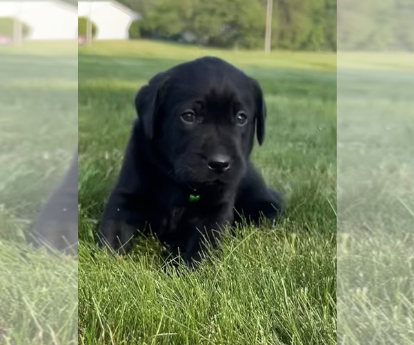 Medium Photo #53 Labrador Retriever Puppy For Sale in FREDERICKSBG, OH, USA