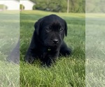 Small Photo #53 Labrador Retriever Puppy For Sale in FREDERICKSBG, OH, USA