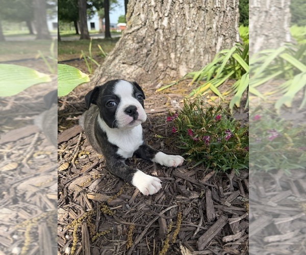 Medium Photo #3 Boston Terrier Puppy For Sale in FREDONIA, KS, USA