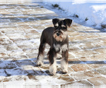Small #3 Schnauzer (Miniature)