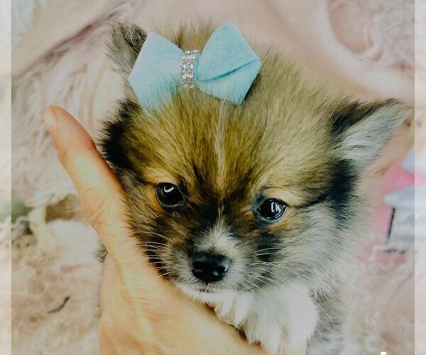 Medium Photo #21 Pomeranian Puppy For Sale in FORT LAUDERDALE, FL, USA