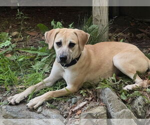 Anatolian Shepherd-Labrador Retriever Mix Dogs for adoption in Caribou, ME, USA