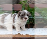 Small #11 Havanese