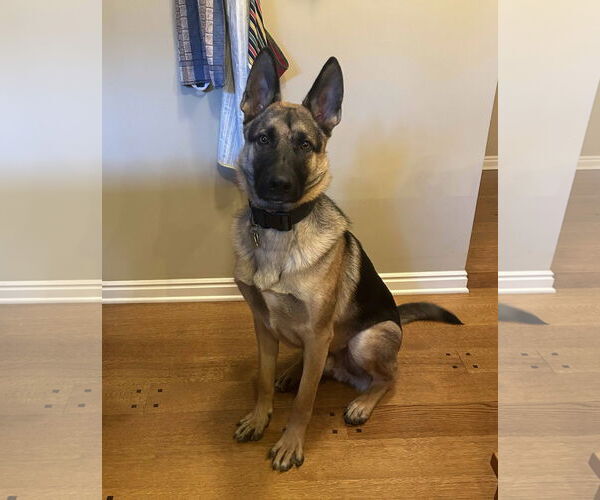 Medium Photo #5 German Shepherd Dog Puppy For Sale in Sandy, UT, USA