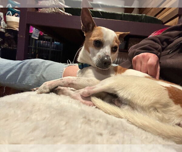Medium Photo #4 Chihuahua-Unknown Mix Puppy For Sale in Salt Lake City, UT, USA