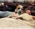 Small #3 Chihuahua Mix