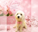 Small #1 Maltese