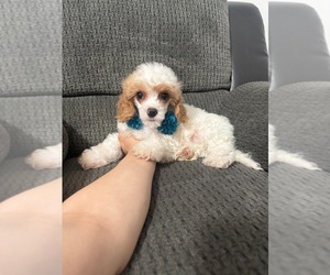 Medium Cavapoo (Toy)