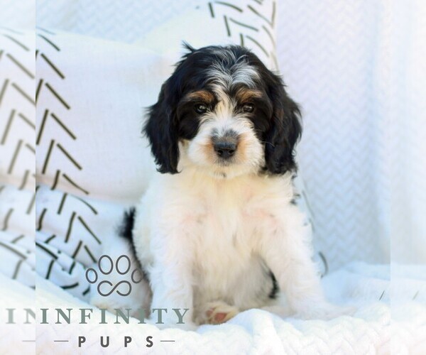 Medium Photo #3 Cavapoo (Miniature) Puppy For Sale in ELIZABETHTOWN, PA, USA