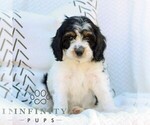 Small #2 Cavapoo (Miniature)