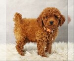 Small Photo #3 Poodle (Toy) Puppy For Sale in COATESVILLE, PA, USA