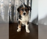 Small #16 Aussie-Corgi