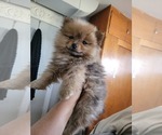 Small Photo #2 Pomeranian Puppy For Sale in DOUGLAS, WY, USA