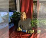 Small Photo #4 Poovanese Puppy For Sale in LOUISVILLE, KY, USA