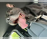 Small #1 American Pit Bull Terrier Mix