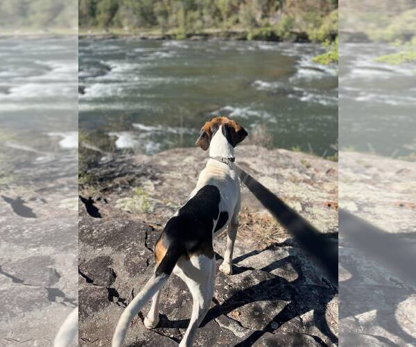 Medium Photo #5 Treeing Walker Coonhound-Unknown Mix Puppy For Sale in Hinton, WV, USA