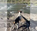 Small #4 Treeing Walker Coonhound Mix