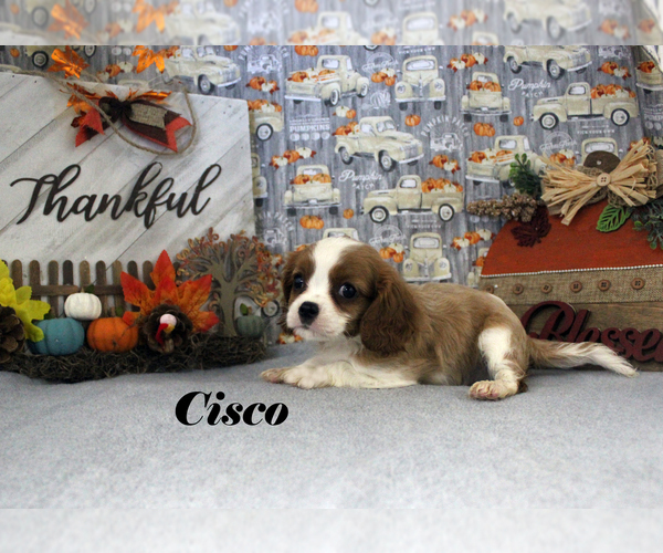 Medium Photo #16 Cavalier King Charles Spaniel Puppy For Sale in CHANUTE, KS, USA
