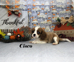 Small Photo #50 Cavalier King Charles Spaniel Puppy For Sale in CHANUTE, KS, USA